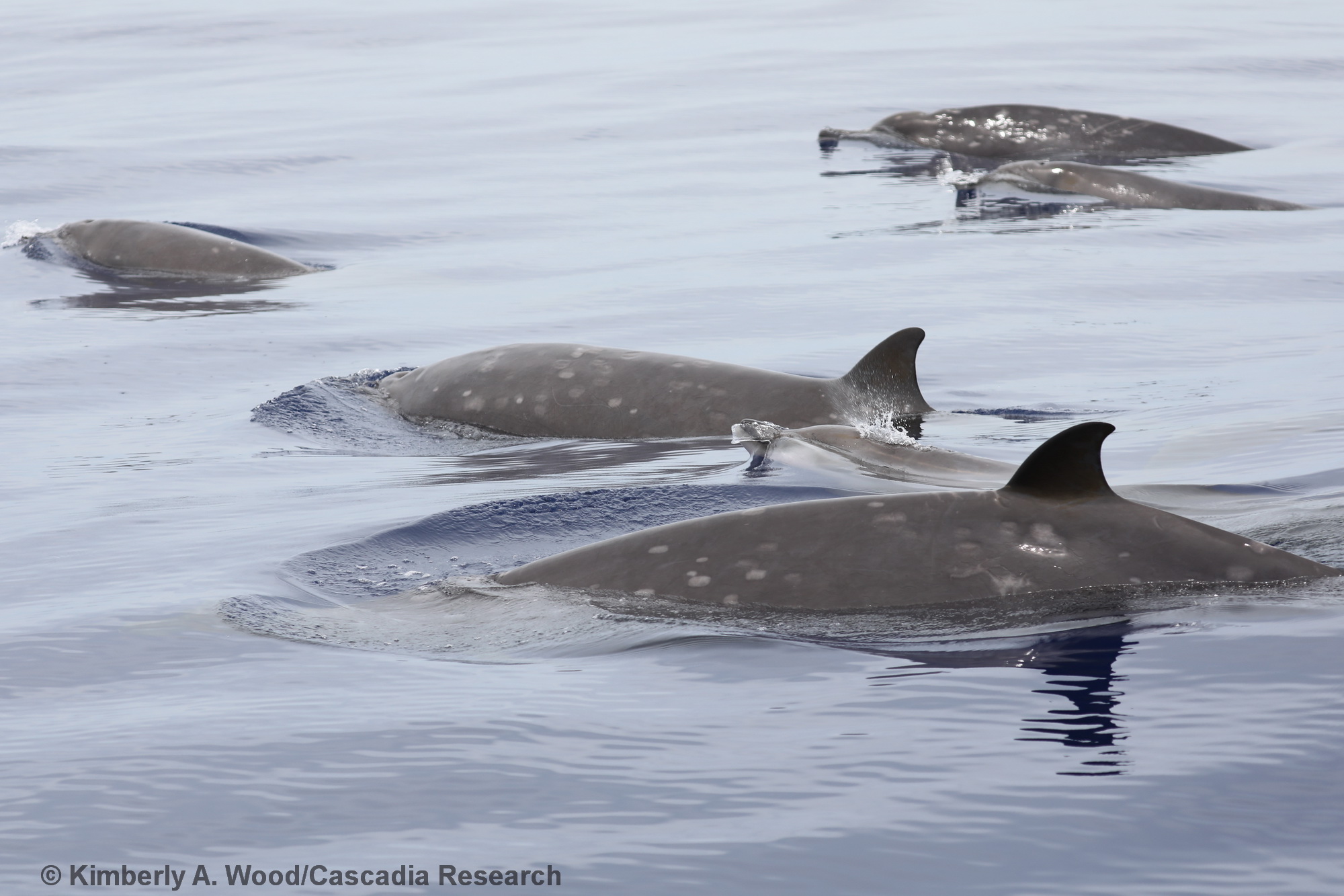 Blainville's beaked whale, Mesoplodon densirostris, Kauai, Hawaii