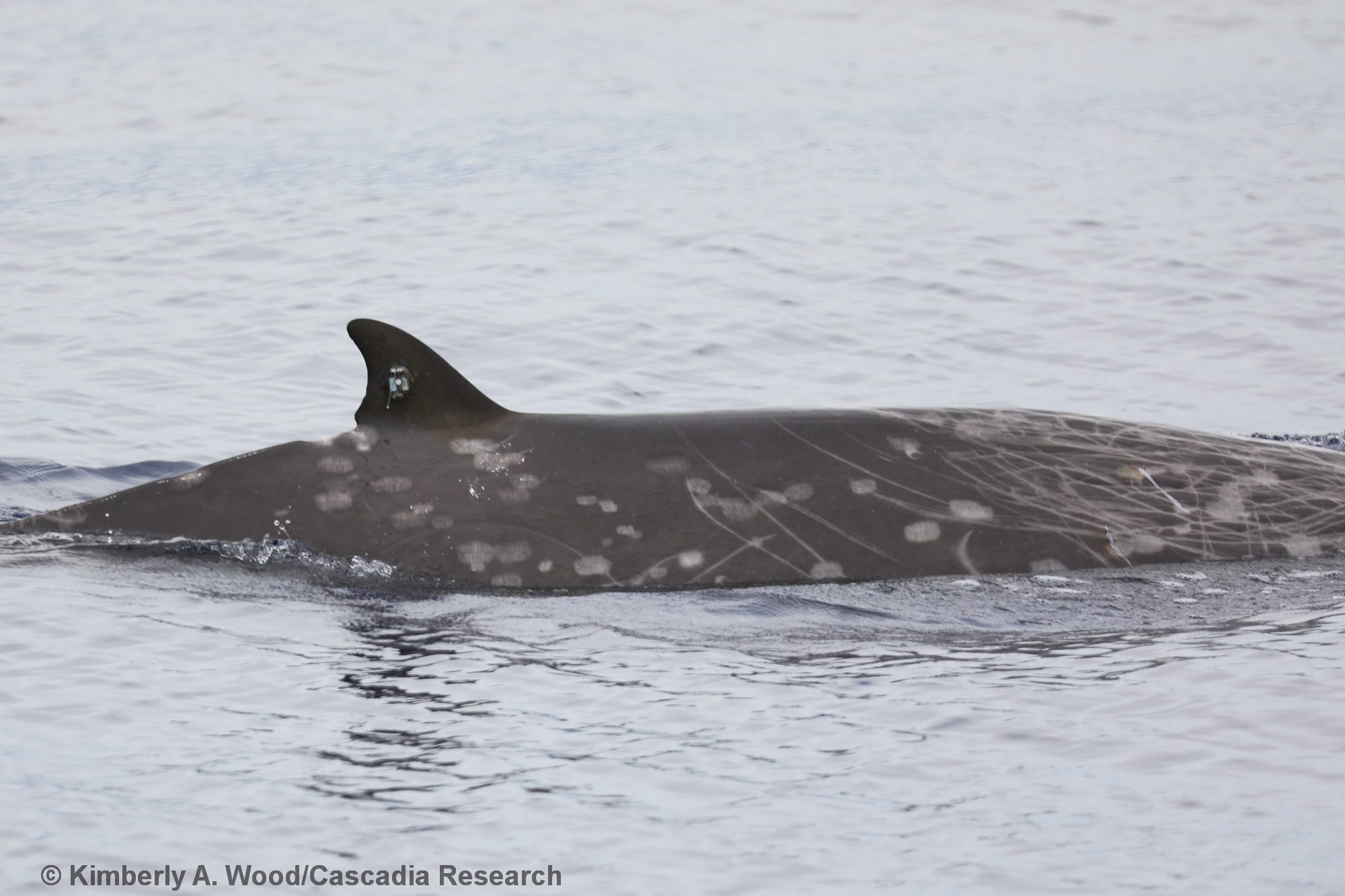 Blainville's beaked whale, Mesoplodon densirostris, Kauai, Hawaii