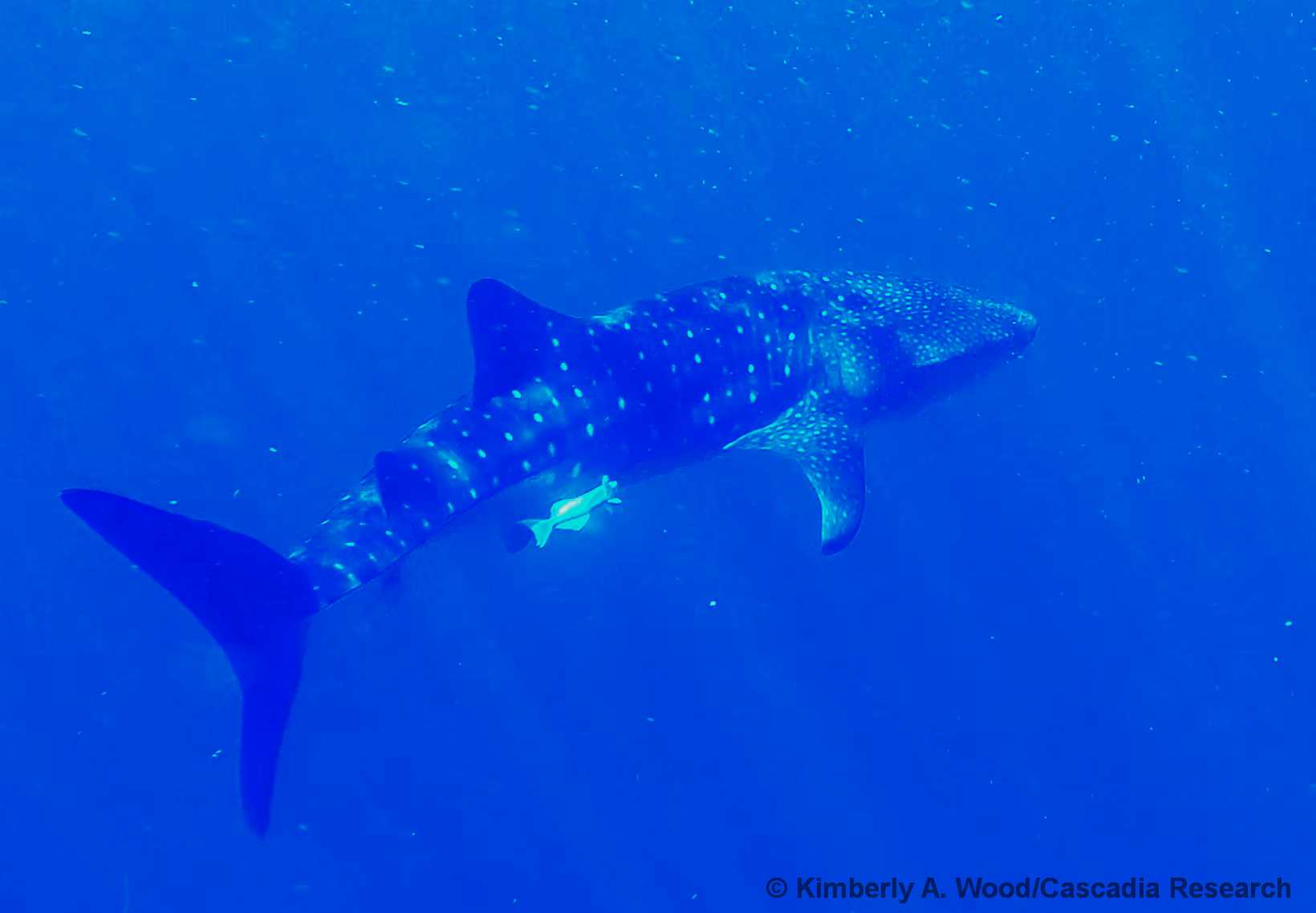 whale shark, Kauai, Hawaii, shark