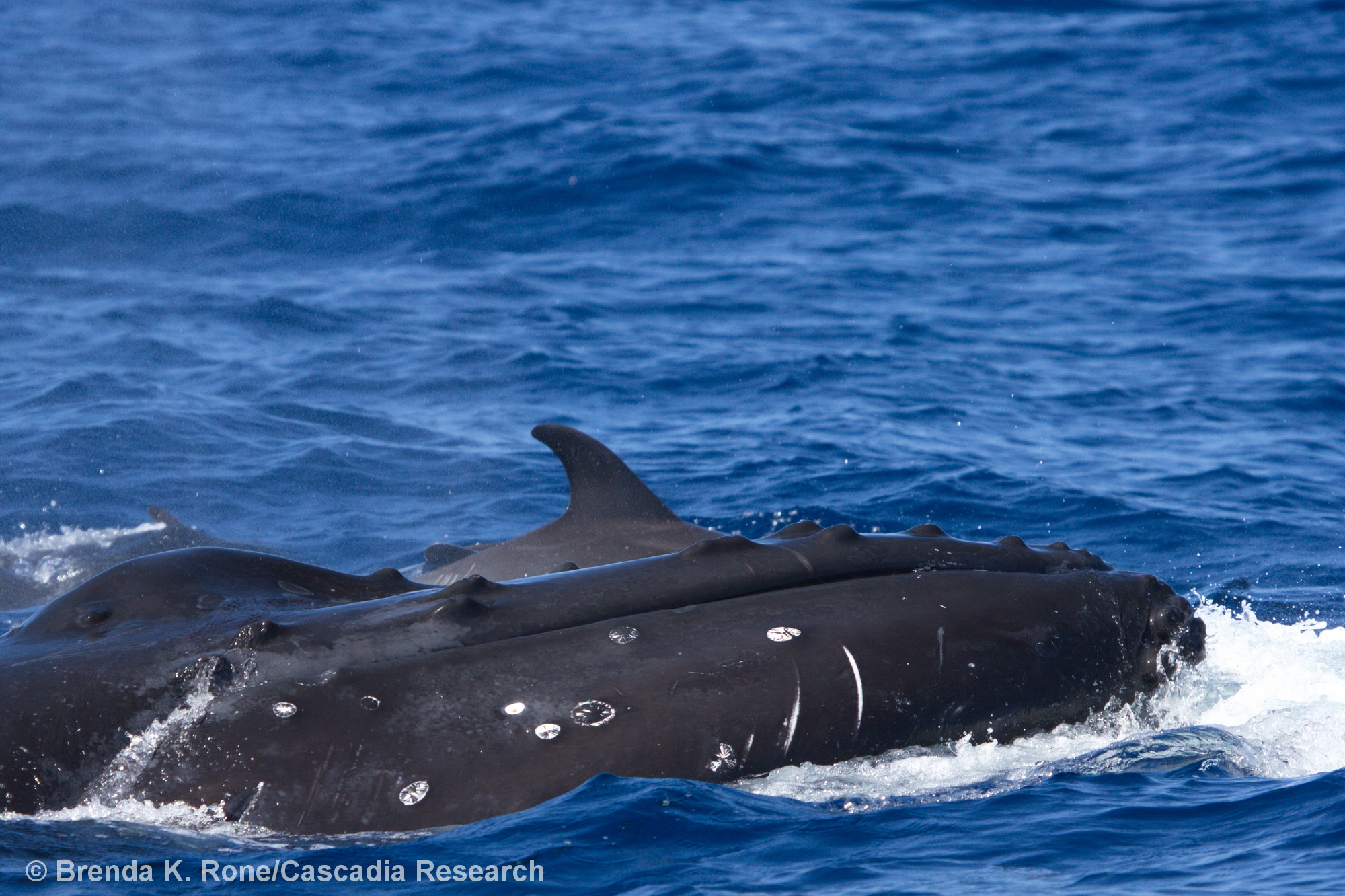 humpback whale, bottlenose dolphin, Megaptera, Tursiops, inter-species interaction,, Hawaii, Kauai