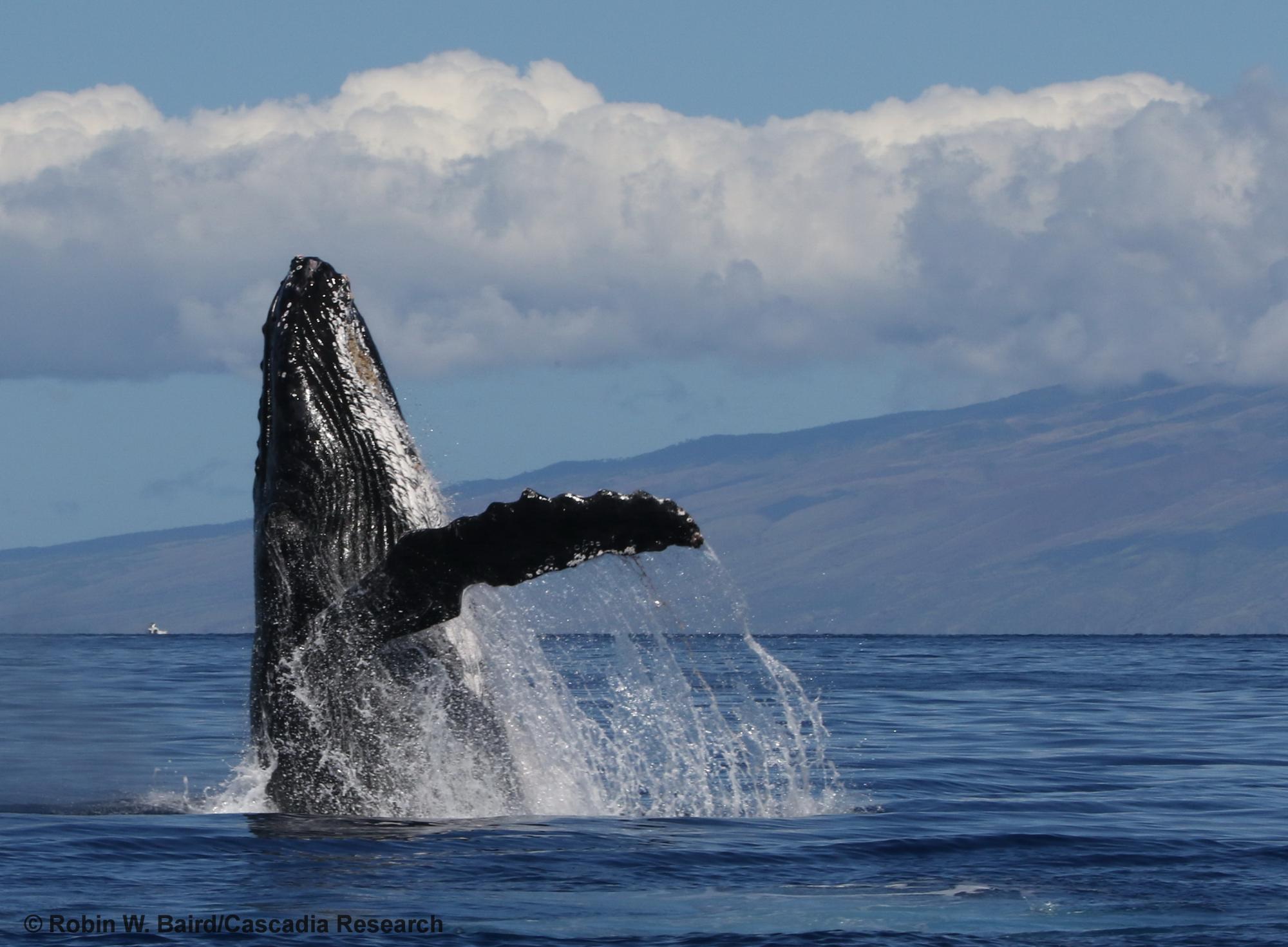 humpback whale, breach, Hawaii, Maui, Megaptera, whale
