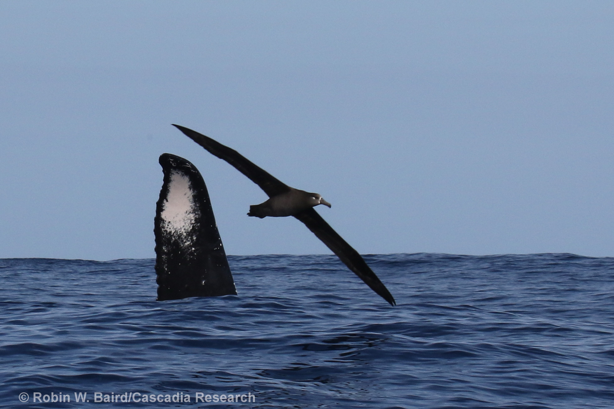 humpback whale, Black-footed Albatross, Hawaii, Kauai, Megaptera, whale, albatross