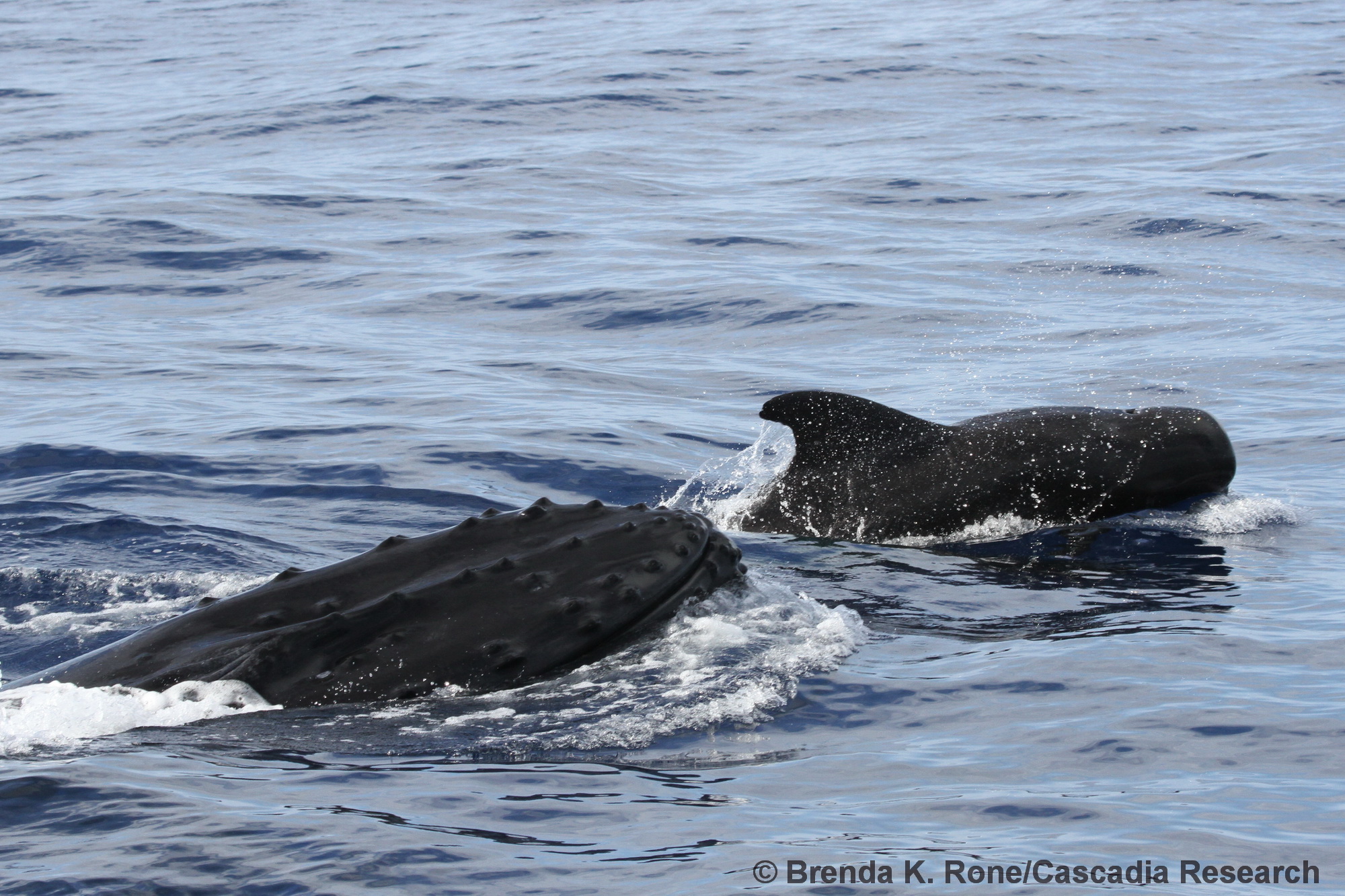 humpback whale, pilot whale, Hawaii, Kauai, Megaptera, whale