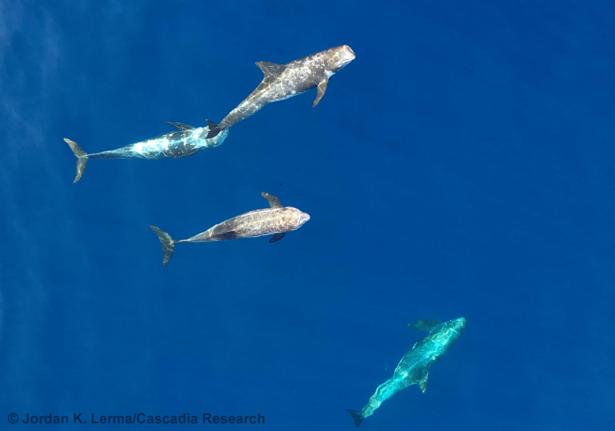 Grampus, drone, UAS, Risso's dolphin, Hawai'i