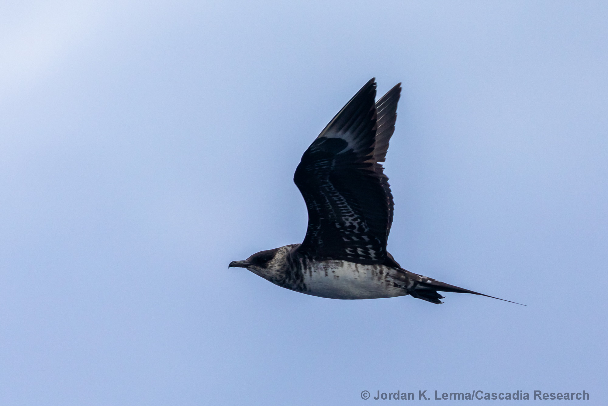 Parasitic Jaeger, Hawaii, Kona, seabird