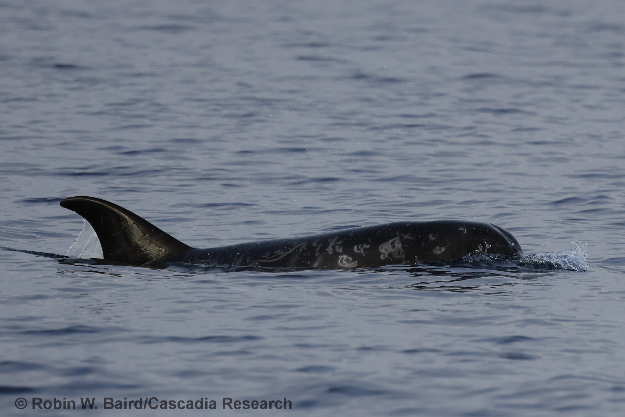 Grampus, photo-ID, UAS, Risso's dolphin, Hawai'i