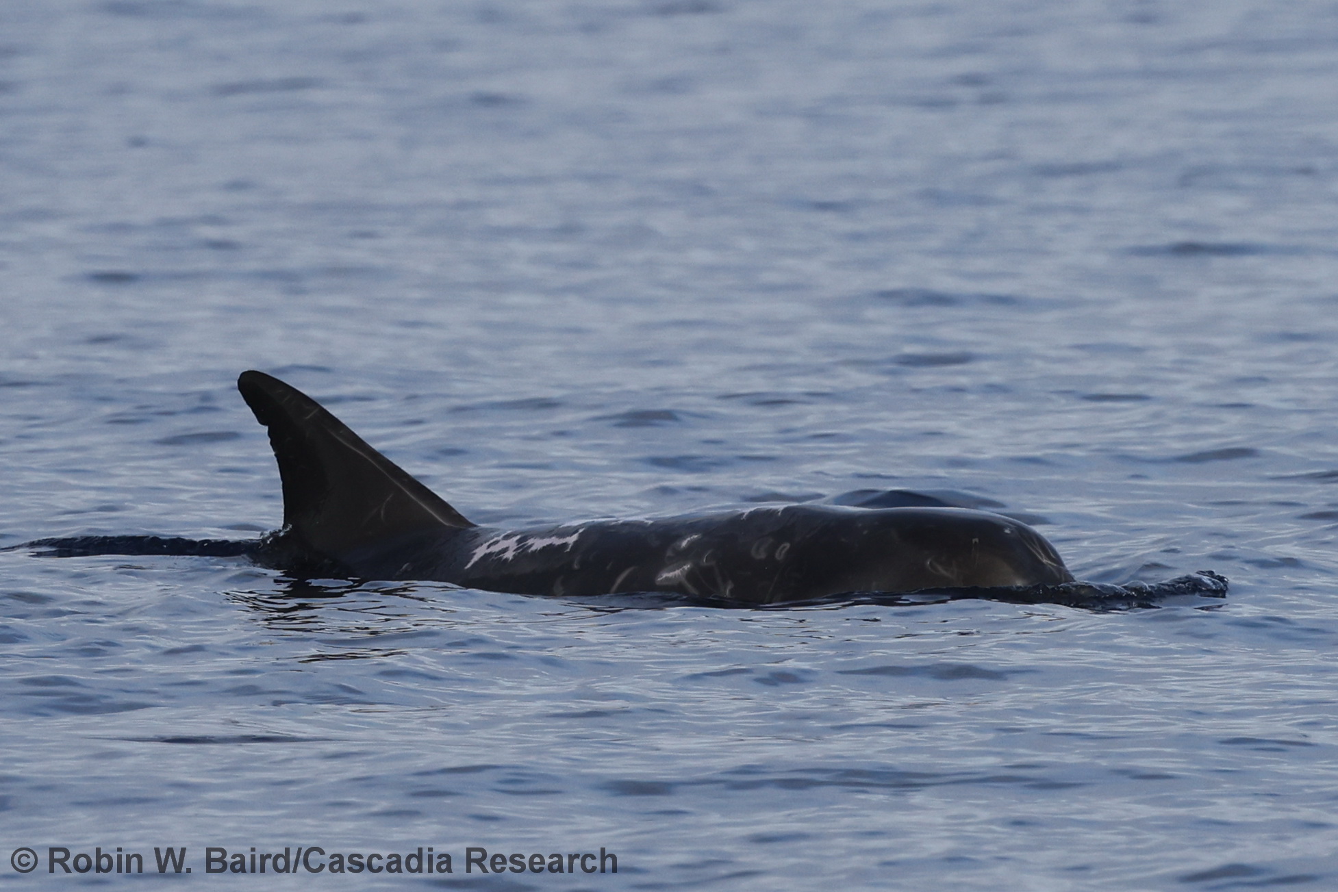 Grampus, photo-ID, UAS, Risso's dolphin, Hawai'i