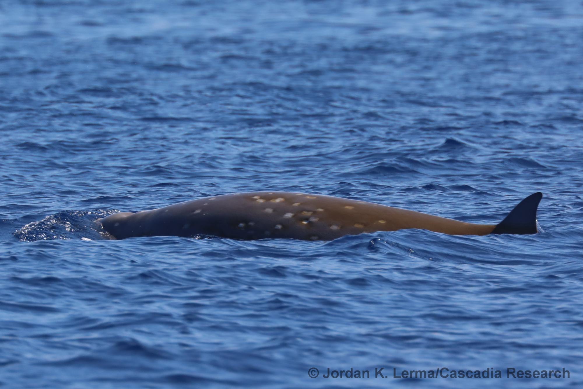 Cuvier's beaked whale, Ziphius, Kona, Hawaii