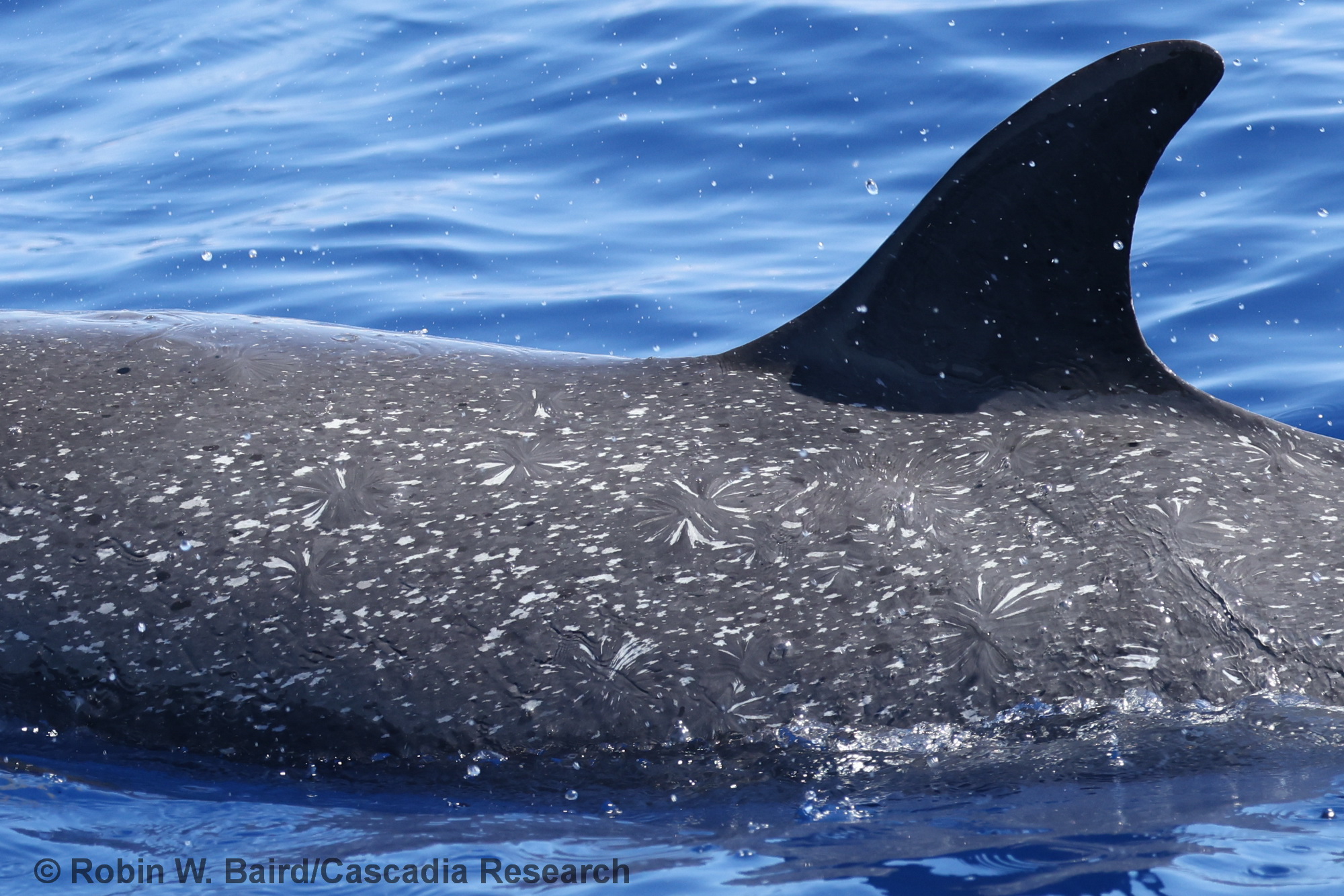 pantropical spotted dolphin, Stenella attenuata, Hawaii, Kona