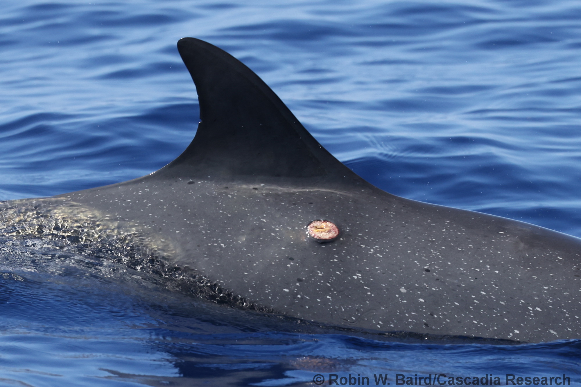 pantropical spotted dolphin, Stenella attenuata, Hawaii, Kona, cookie-cutter shark, bite, wound