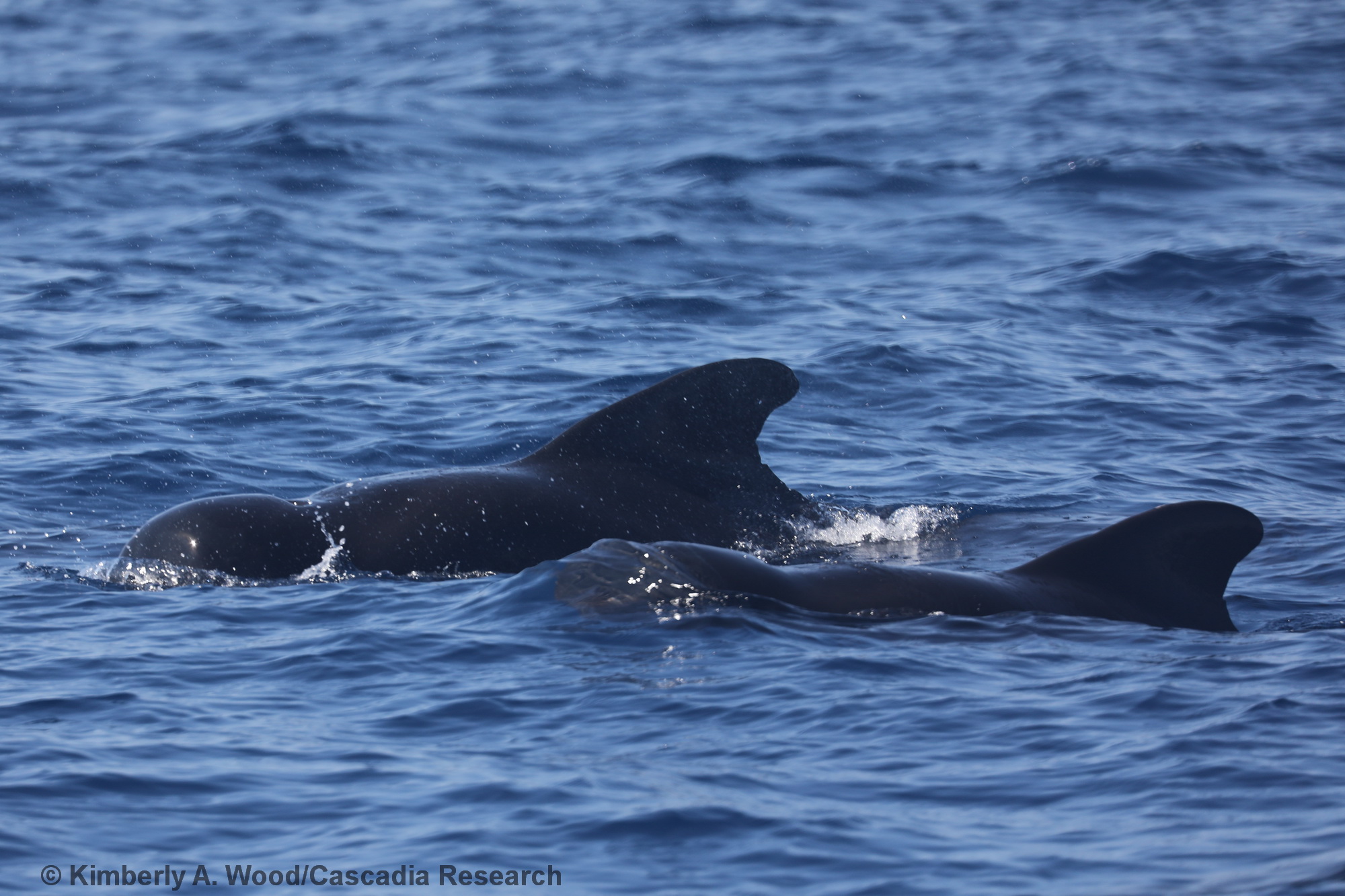 short-finned pilot whale, Hawaii, Kona, Globicephala macrorhynchus