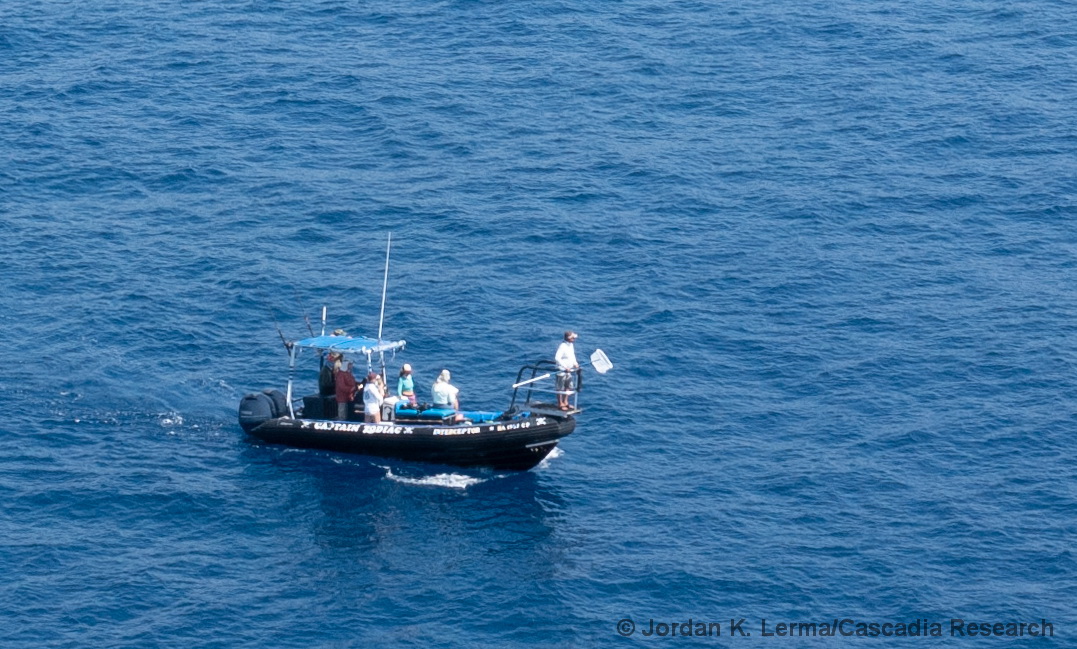 Kona, Hawaii, research, pilot whale, short-finned pilot whale, fecal sample, science