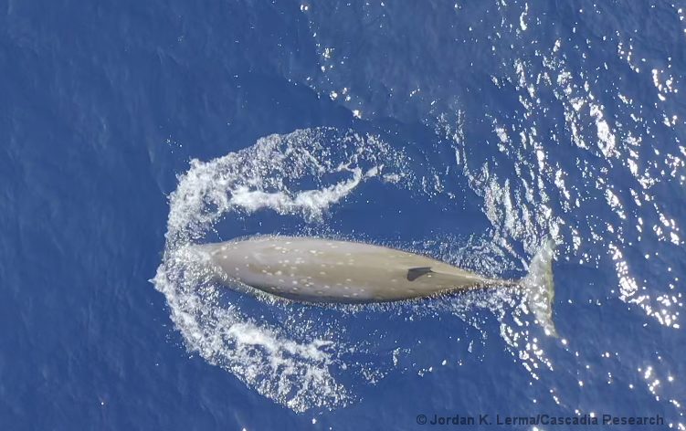 Cuvier's beaked whale, Ziphius cavirostris, Hawaii, Kona, drone, UAV