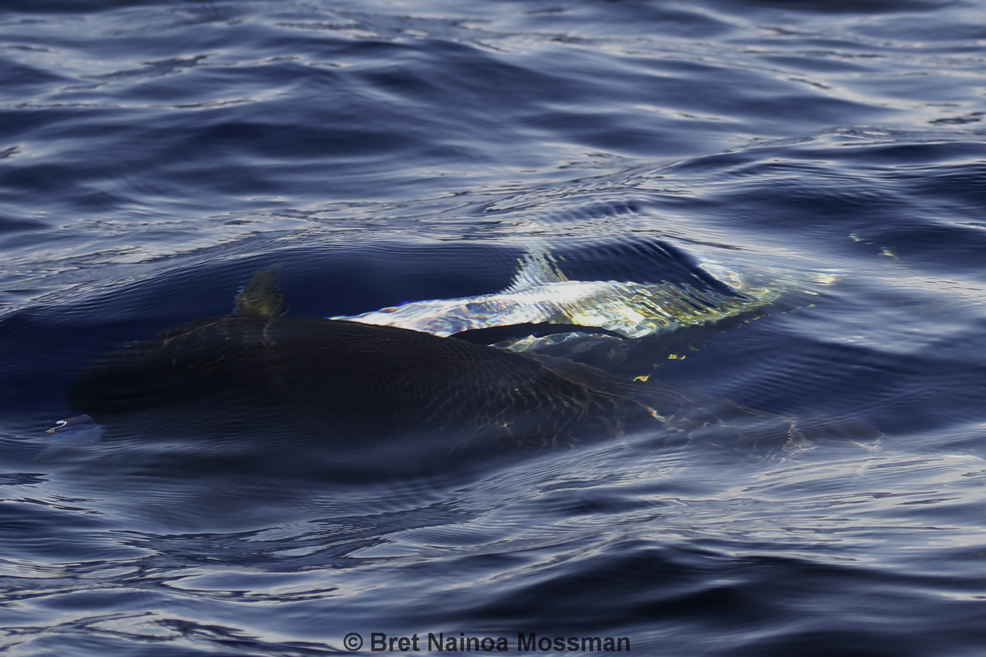 false killer whale, Pseudorca, Hawaii, endangered, Pseudorca crassidens, ahi, yellowfin tuna, predation