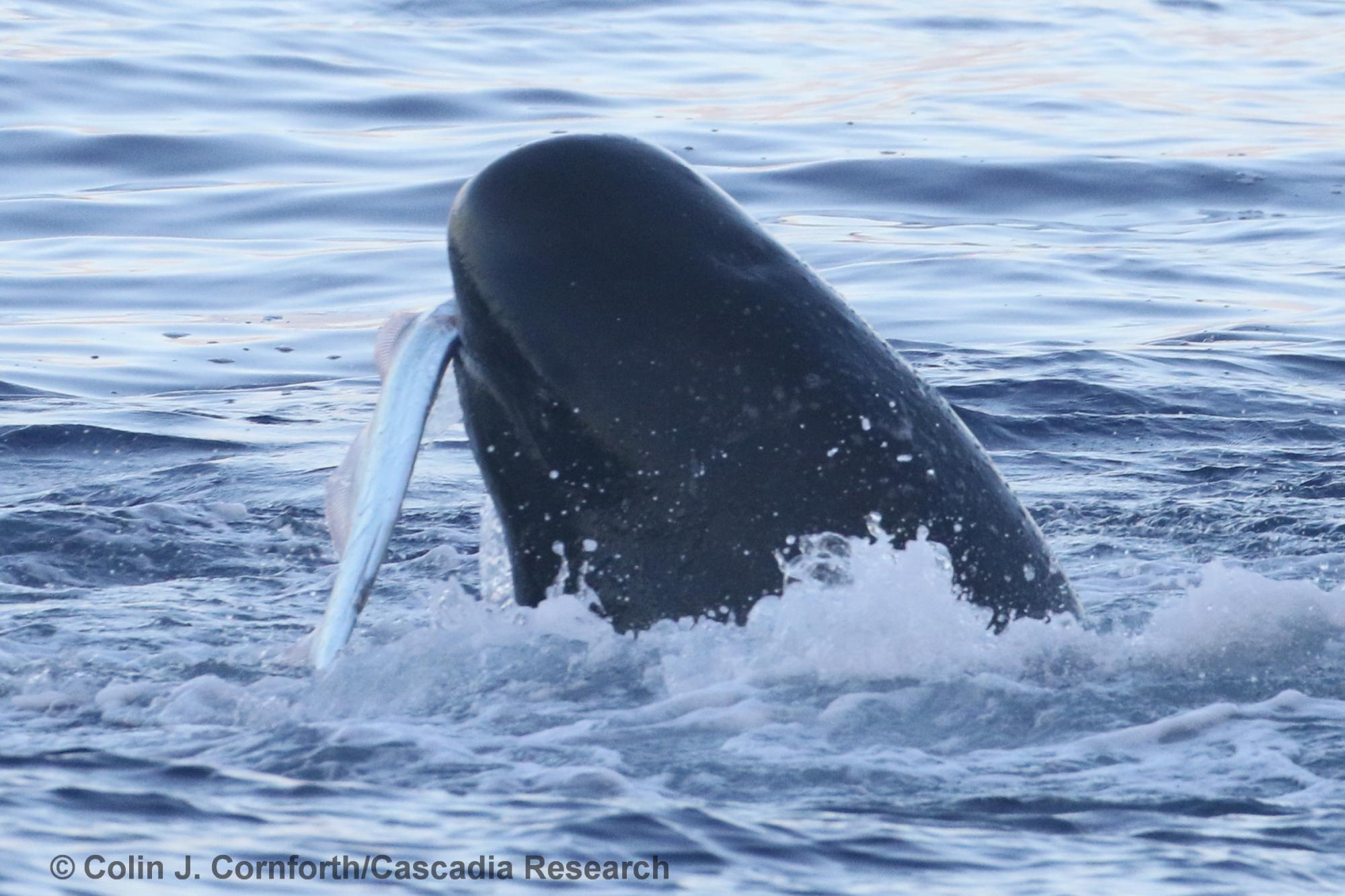 pilot whale, short-finned pilot whale, predation, fish, Kona, Hawaii, Globicephala