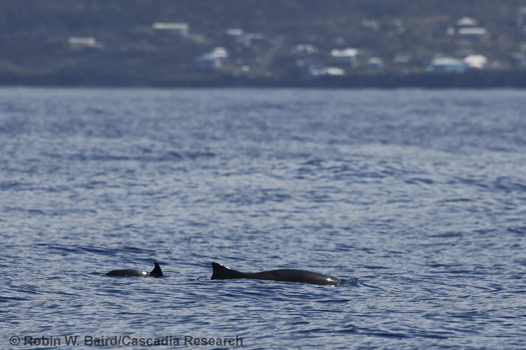 dwarf sperm whale, Kogia sima, Kona, Hawaii