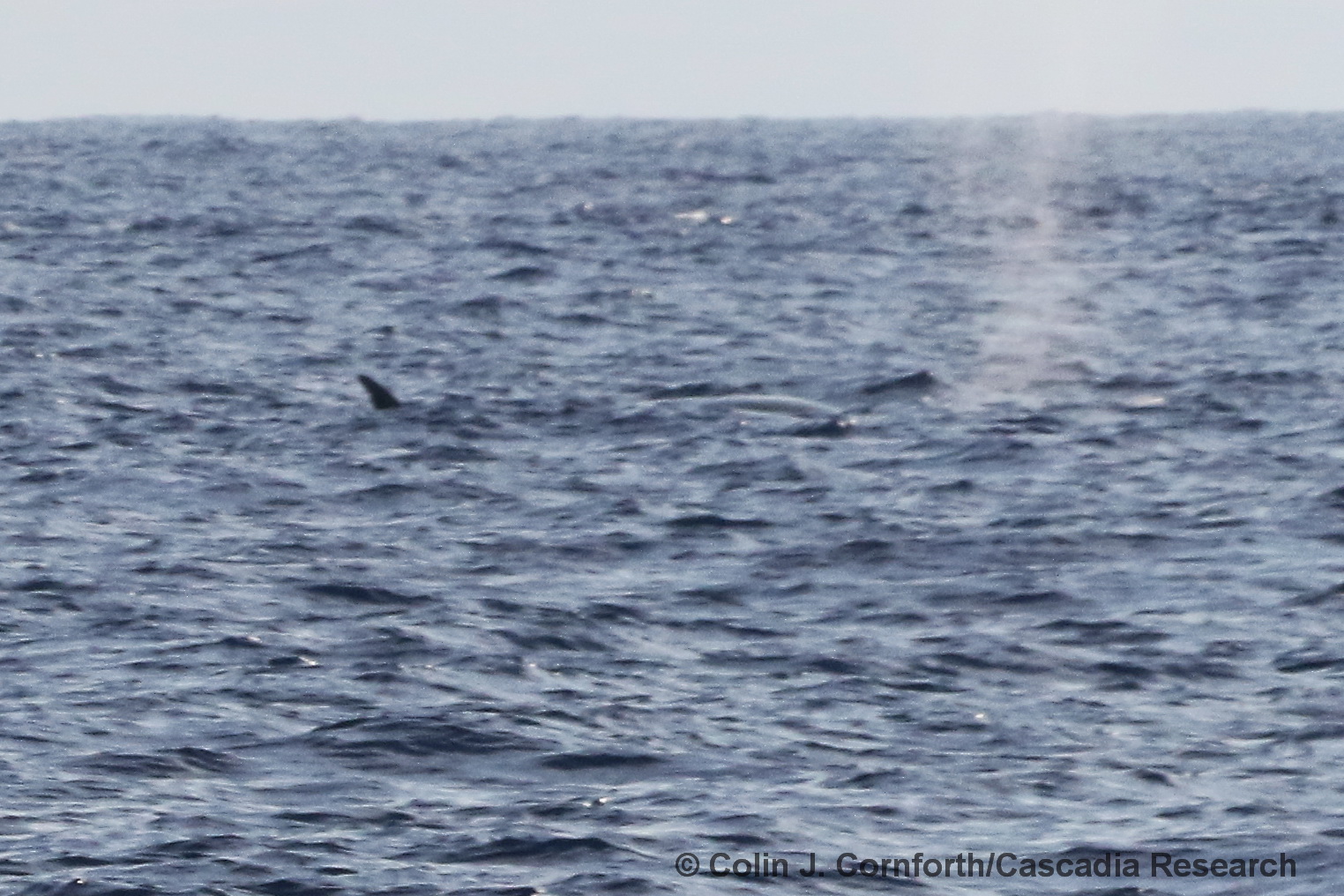 sei whale, Balaenoptera borealis, Kona, Hawaii, whale
