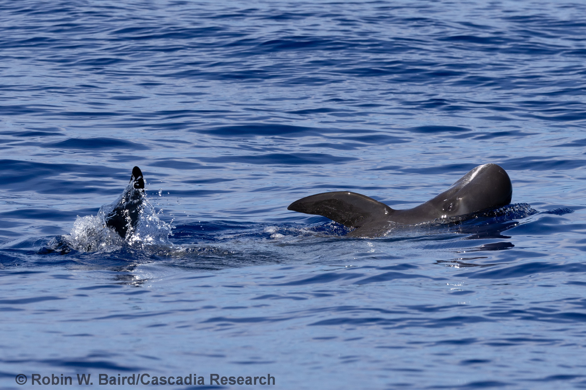 Pygmy killer whale, Feresa, Hawaii, Kona