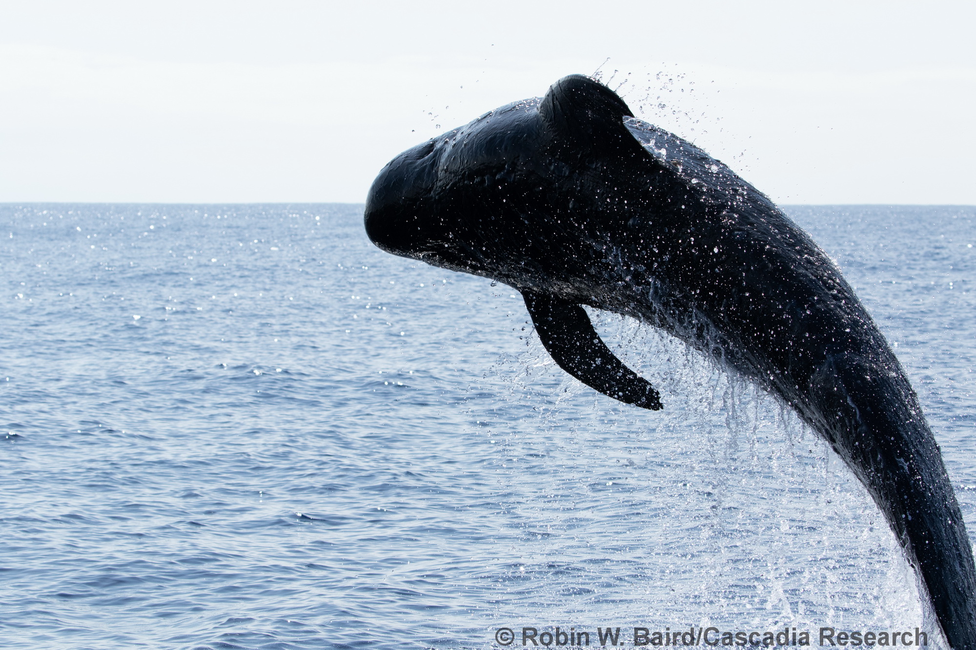 Short-finned pilot whale, Globicephala macrorhynchus, breach, Kona, Hawaii