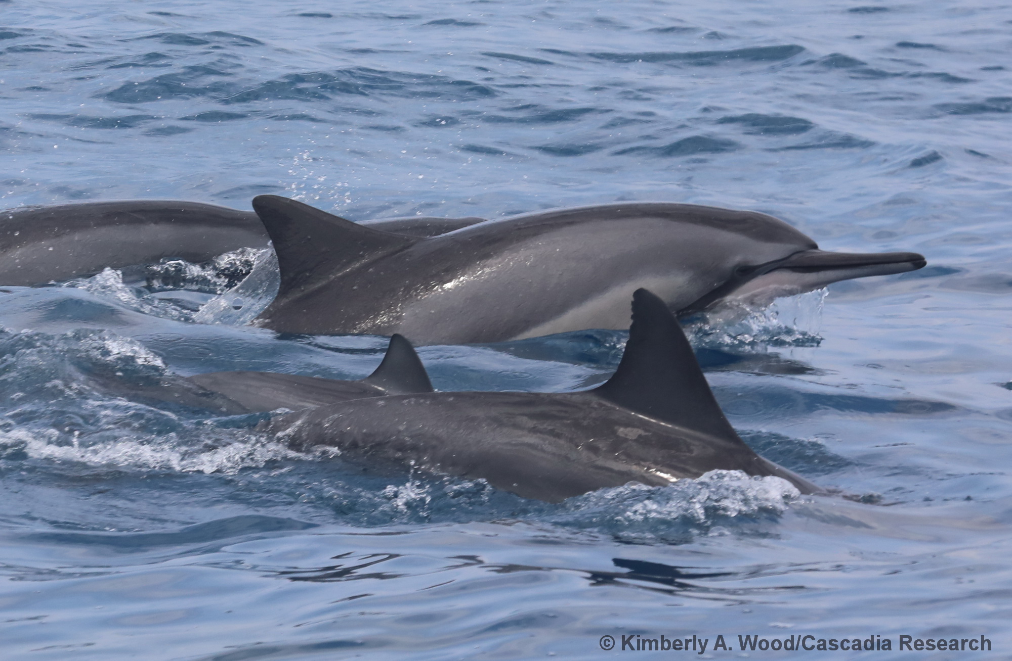 spinner dolphin, Stenella longirostris, Kona, Hawaii